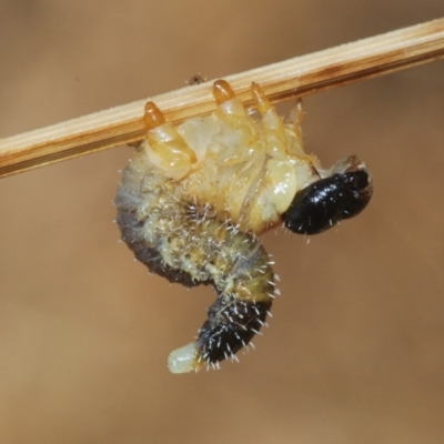 Perginae sp. (subfamily) (Unidentified pergine sawfly) at Denman Prospect, ACT - 27 Mar 2024 by Harrisi