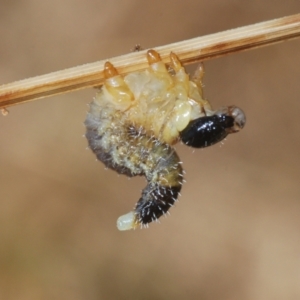 Pergidae sp. (family) at Denman Prospect, ACT - 27 Mar 2024