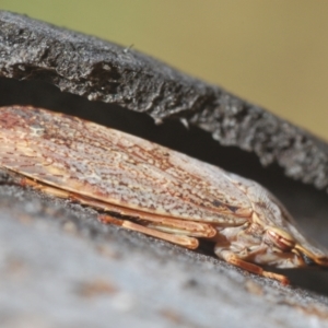 Unidentified Leafhopper or planthopper (Hemiptera, several families) at suppressed by Harrisi