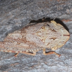 Stenocotis depressa at Denman Prospect, ACT - 27 Mar 2024