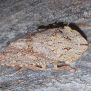 Stenocotis depressa at Denman Prospect, ACT - 27 Mar 2024