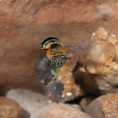 Amegilla sp. (genus) (Blue Banded Bee) at Wellington Point, QLD - 28 Mar 2024 by TimL