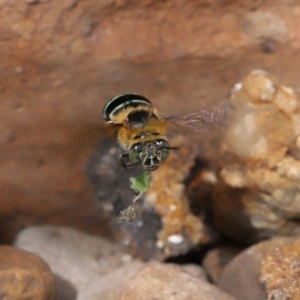 Amegilla sp. (genus) (Blue Banded Bee) at suppressed by TimL