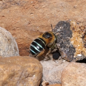 Amegilla sp. (genus) at Wellington Point, QLD - suppressed