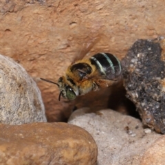 Amegilla sp. (genus) at Wellington Point, QLD - suppressed