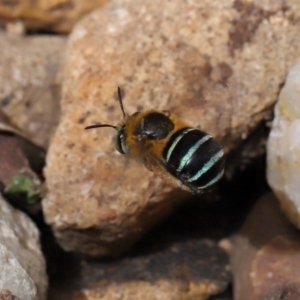 Amegilla sp. (genus) at Wellington Point, QLD - suppressed