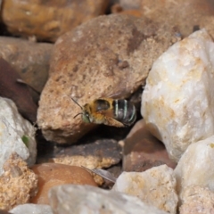 Amegilla sp. (genus) at Wellington Point, QLD - suppressed