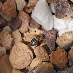 Amegilla sp. (genus) (Blue Banded Bee) at Wellington Point, QLD - 28 Mar 2024 by TimL