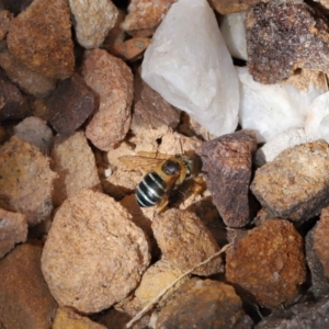 Amegilla sp. (genus) (Blue Banded Bee) at suppressed by TimL