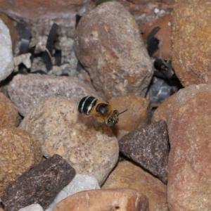 Amegilla sp. (genus) at Wellington Point, QLD - suppressed