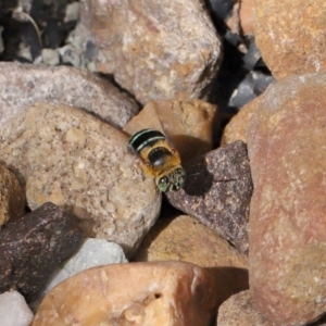 Amegilla sp. (genus) at Wellington Point, QLD - suppressed