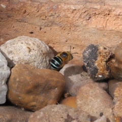 Amegilla sp. (genus) at Wellington Point, QLD - suppressed