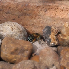 Amegilla sp. (genus) at Wellington Point, QLD - suppressed