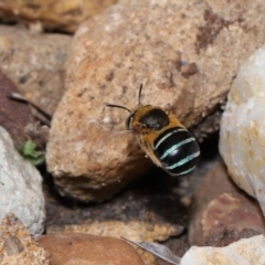 Amegilla sp. (genus) (Blue Banded Bee) at Wellington Point, QLD - 27 Mar 2024 by TimL