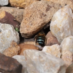 Amegilla sp. (genus) at Wellington Point, QLD - suppressed