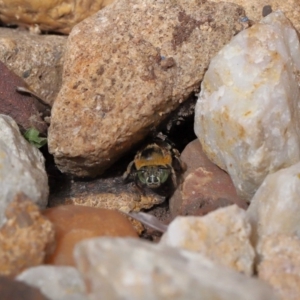 Amegilla sp. (genus) at Wellington Point, QLD - suppressed