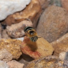 Amegilla sp. (genus) at Wellington Point, QLD - 28 Mar 2024