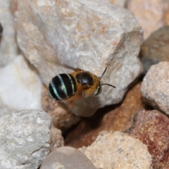 Amegilla sp. (genus) at Wellington Point, QLD - 28 Mar 2024