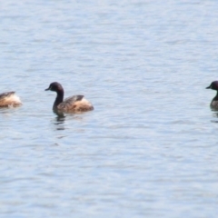 Tachybaptus novaehollandiae (Australasian Grebe) at Fitzroy Falls, NSW - 23 Dec 2023 by JanHartog