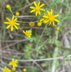 Senecio pinnatifolius var. pinnatifolius at Rylstone, NSW - 23 Mar 2024