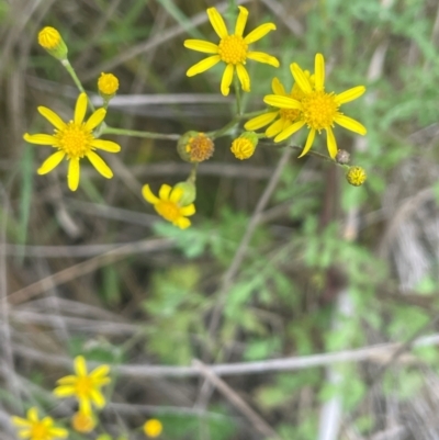 Senecio pinnatifolius var. pinnatifolius at Rylstone, NSW - 23 Mar 2024 by JaneR