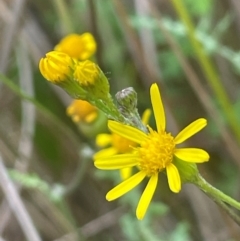 Senecio pinnatifolius var. pinnatifolius at Rylstone, NSW - 23 Mar 2024 04:58 PM