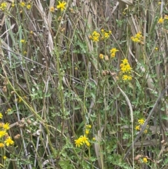 Senecio pinnatifolius var. pinnatifolius at Rylstone, NSW - 23 Mar 2024