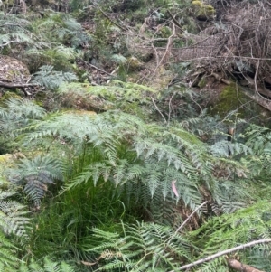 Pteridium esculentum at Growee, NSW - 24 Mar 2024