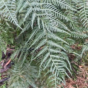 Pteridium esculentum at Growee, NSW - 24 Mar 2024 11:05 AM