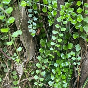 Asplenium flabellifolium at Growee, NSW - 24 Mar 2024 11:08 AM