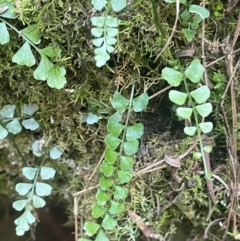 Asplenium flabellifolium at Growee, NSW - 24 Mar 2024