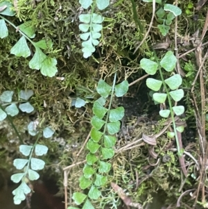 Asplenium flabellifolium at Growee, NSW - 24 Mar 2024 11:08 AM