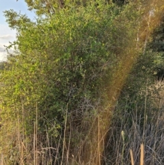 Lycium ferocissimum (African Boxthorn) at Fyshwick, ACT - 28 Mar 2024 by Jiggy