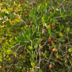 Lycium ferocissimum at Fyshwick, ACT - 28 Mar 2024