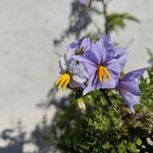 Solanum sisymbriifolium at Kenny, ACT - 28 Mar 2024 02:18 PM