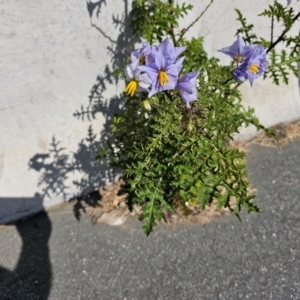 Solanum sisymbriifolium at Kenny, ACT - 28 Mar 2024 02:18 PM