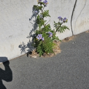 Solanum sisymbriifolium at Kenny, ACT - 28 Mar 2024 02:18 PM