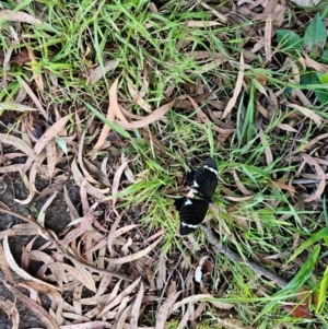 Papilio aegeus at Evatt, ACT - 29 Mar 2024 08:26 AM