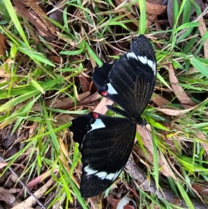 Papilio aegeus at Evatt, ACT - 29 Mar 2024