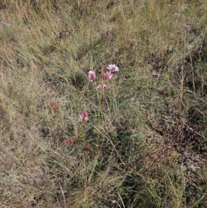 Oenothera lindheimeri at Central Molonglo - 26 Mar 2024