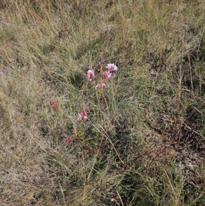 Oenothera lindheimeri (Clockweed) at Central Molonglo - 25 Mar 2024 by Jiggy