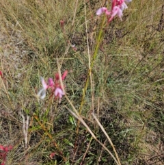 Oenothera lindheimeri at Central Molonglo - 26 Mar 2024