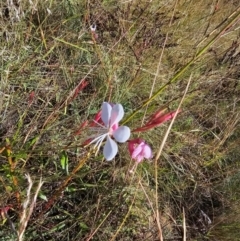 Oenothera lindheimeri at Central Molonglo - 26 Mar 2024