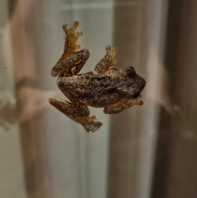 Litoria peronii (Peron's Tree Frog, Emerald Spotted Tree Frog) at Kaleen, ACT - 29 Mar 2024 by Butterflygirl