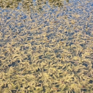 Vallisneria australis at Lake Ginninderra - 1 Nov 2023