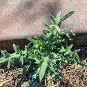 Cirsium vulgare at Belconnen, ACT - 1 Nov 2023 03:16 PM