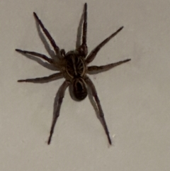 Unidentified Wolf spider (Lycosidae) at Kangaroo Valley, NSW - 29 Mar 2024 by lbradleyKV