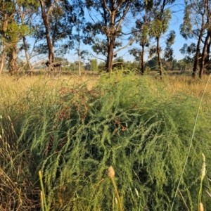 Asparagus officinalis at Giralang, ACT - 30 Mar 2024 08:20 AM