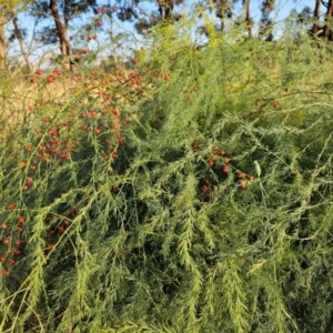 Asparagus officinalis at Giralang, ACT - 30 Mar 2024 08:20 AM