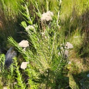 Ozothamnus rosmarinifolius at Gibraltar Pines - 25 Mar 2024